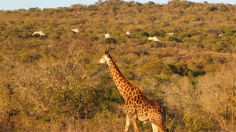 Une girafe près du Thanda Tented Camp