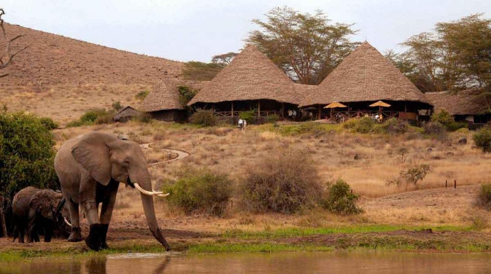 Elephants au Tortilis Camp d'Amboseli