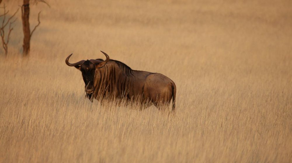 Un visiteur près du ranch en Namibie