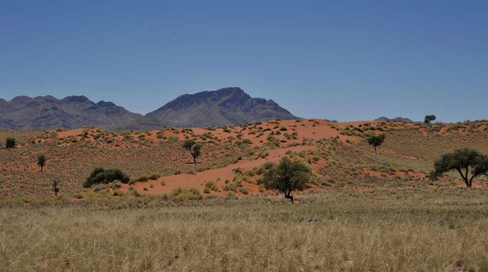 Paysage de savane en Namibie