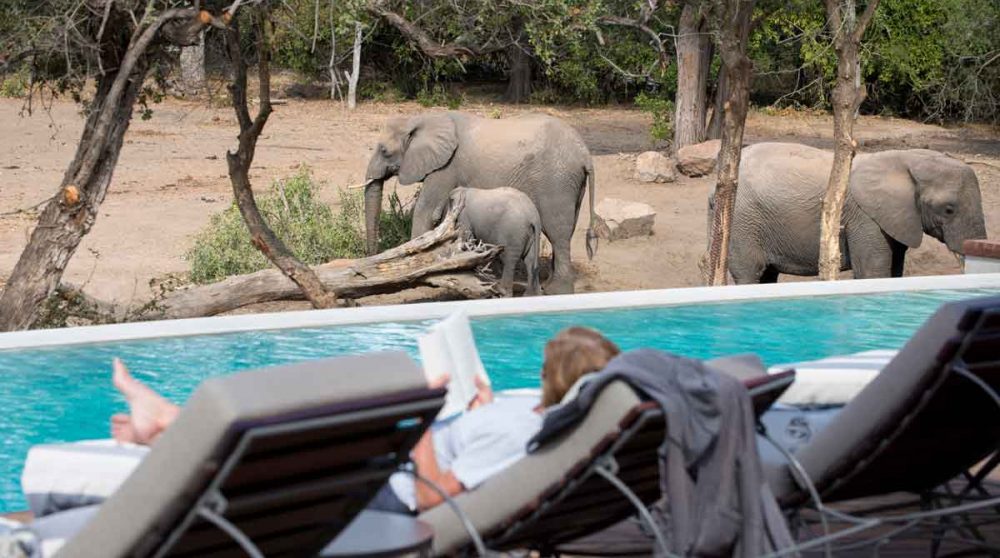 Les éléphants devant la piscine du lodge