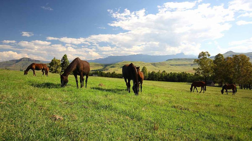 La campagne autour dans le Drakensberg