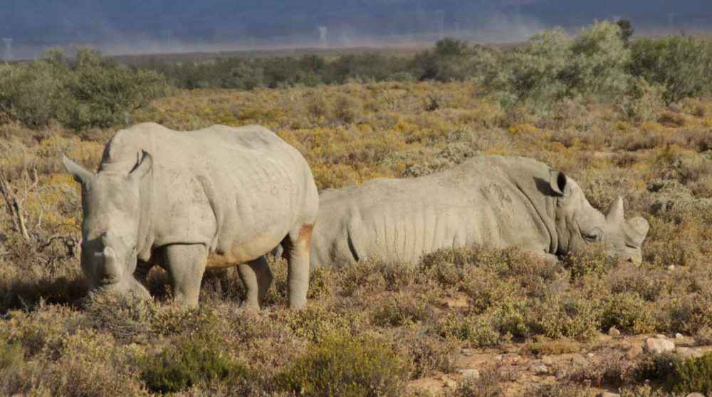 Dont les rhinocéros dans le Cederberg