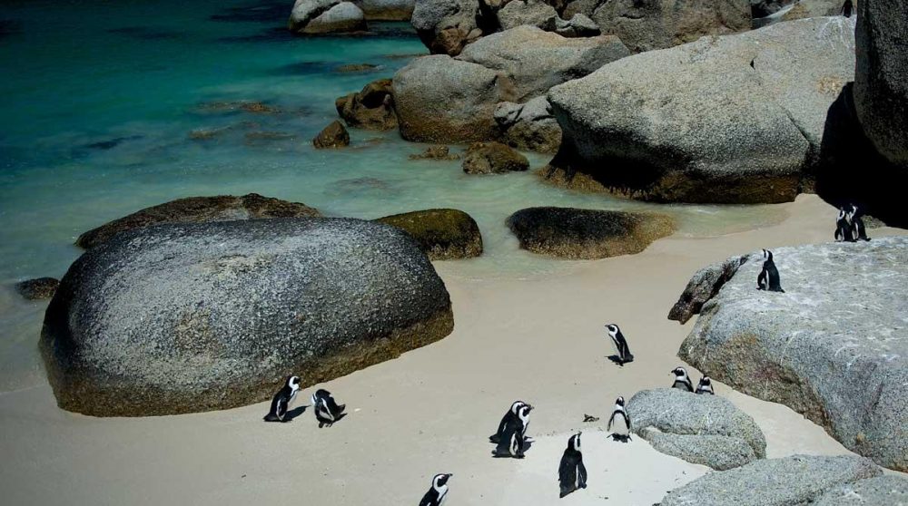 Les manchots de Boulders