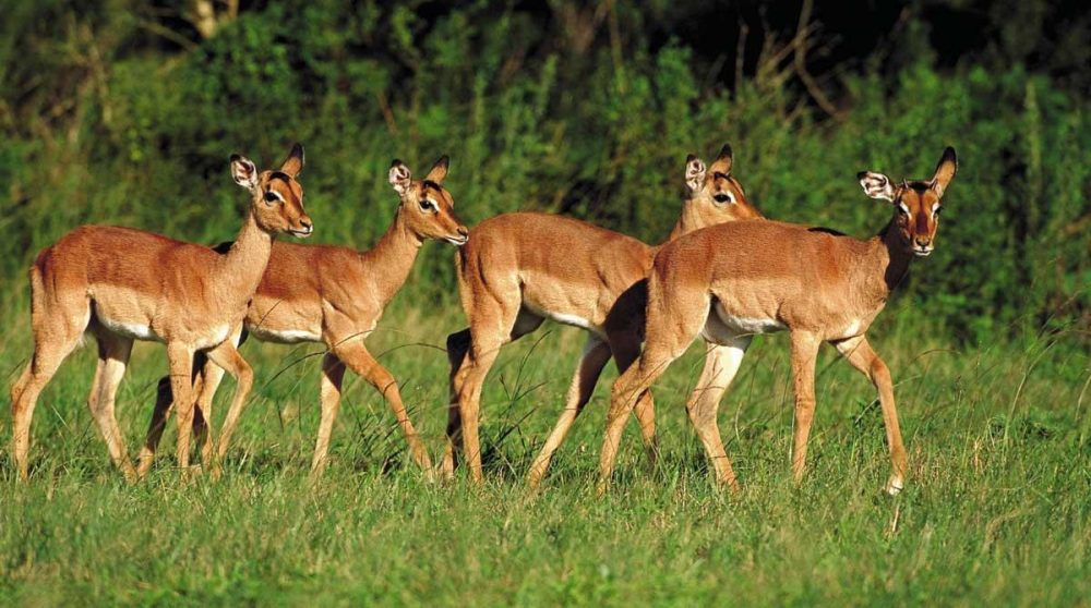 Des impalas dans le Kwazulu Natal