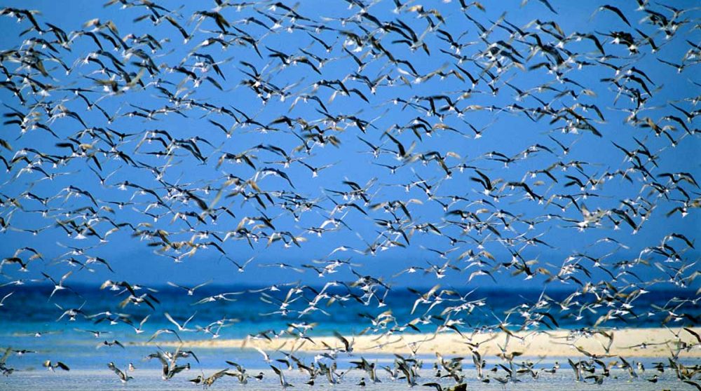 Envol d'oiseaux sur la plage