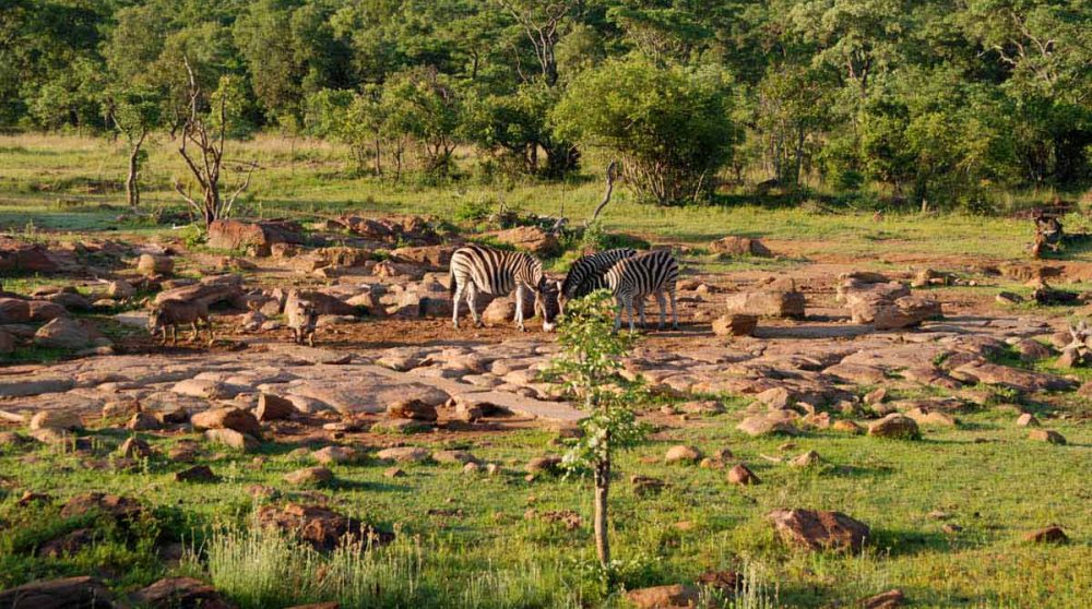 Animaux près de l'hôtel