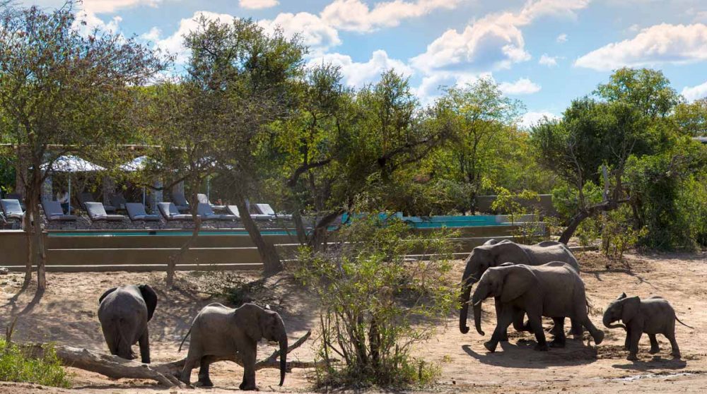 La piscine et les éléphants à proximité