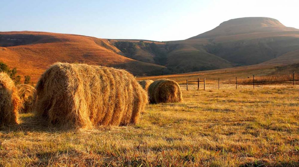 Les moissons au début de l'automne