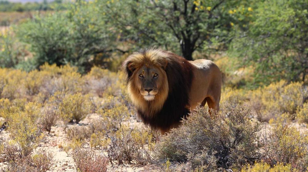 Et les lions à crinière noire du Kalahari