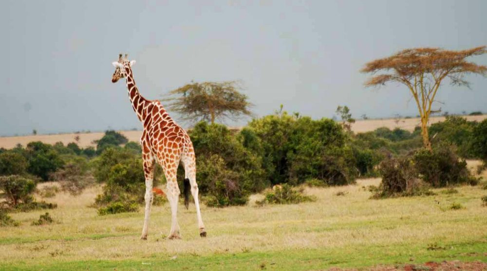 Une girafe