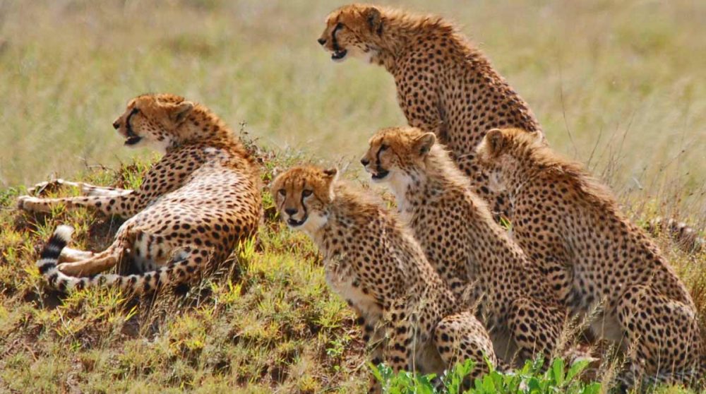 5 frères guépards dans le Serengeti