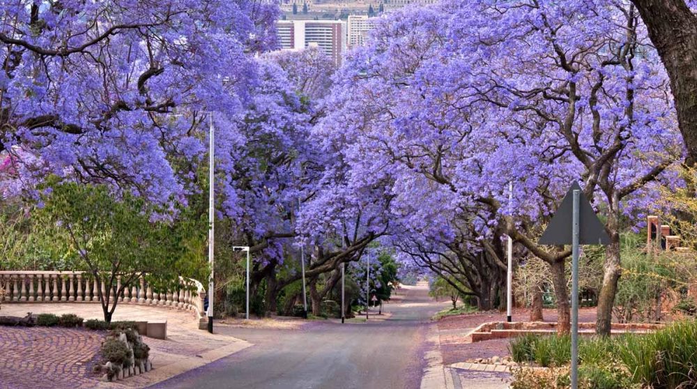 Les jacarandas typiques du Gauteng