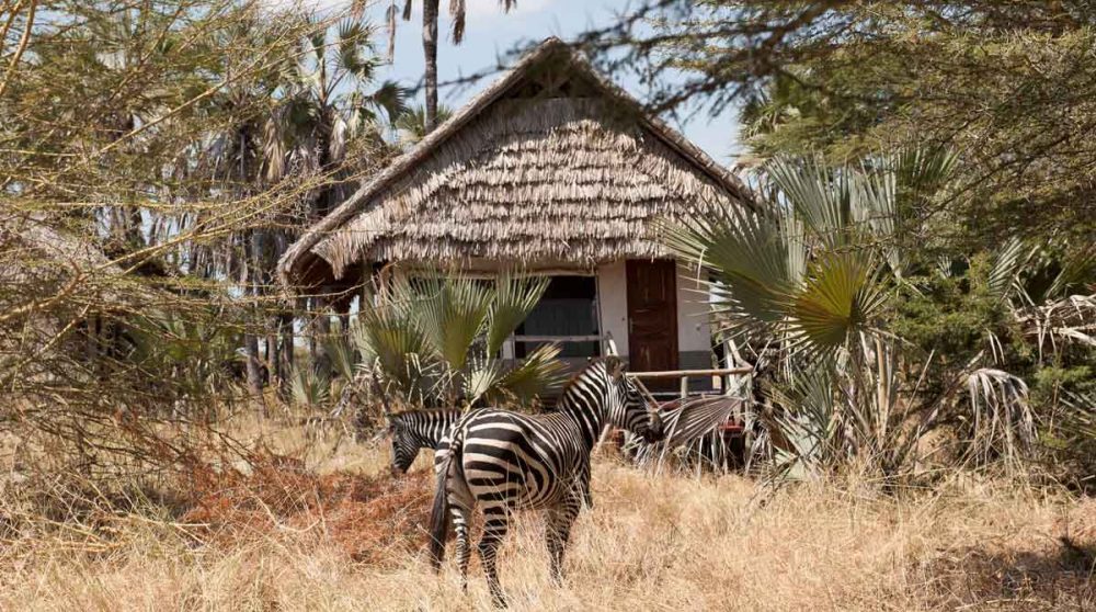 Des zèbres en Tanzanie