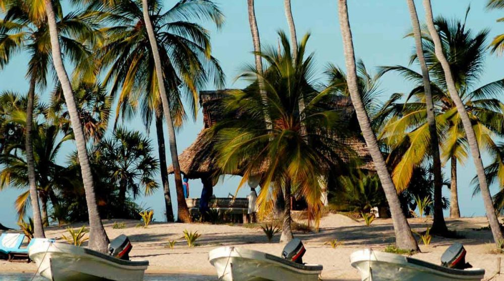 Palmiers sur l'île de Lamu