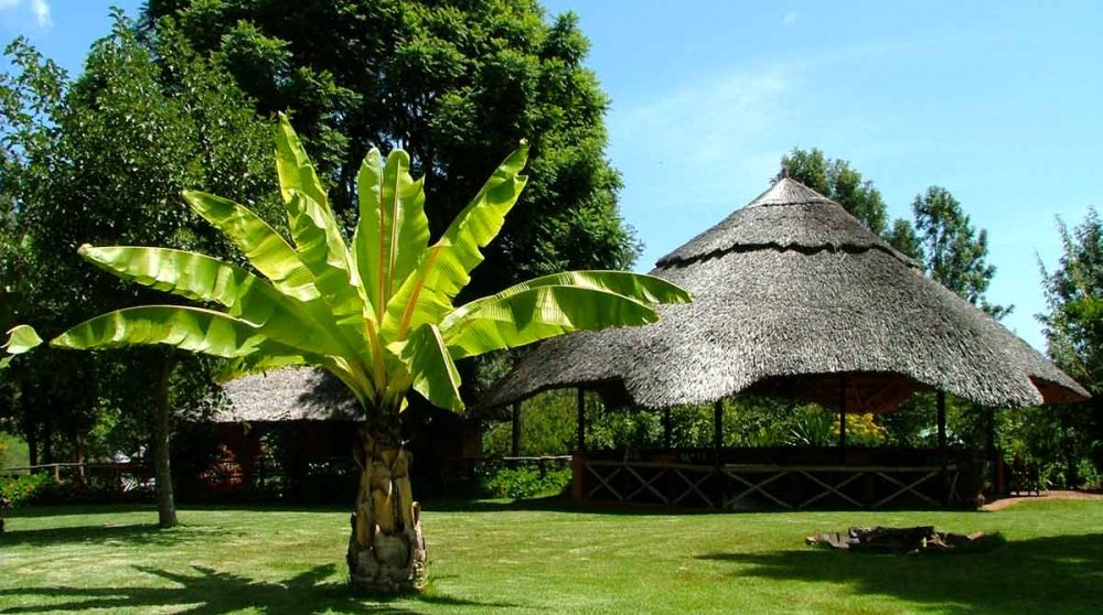 Un palmier au Ngorongoro