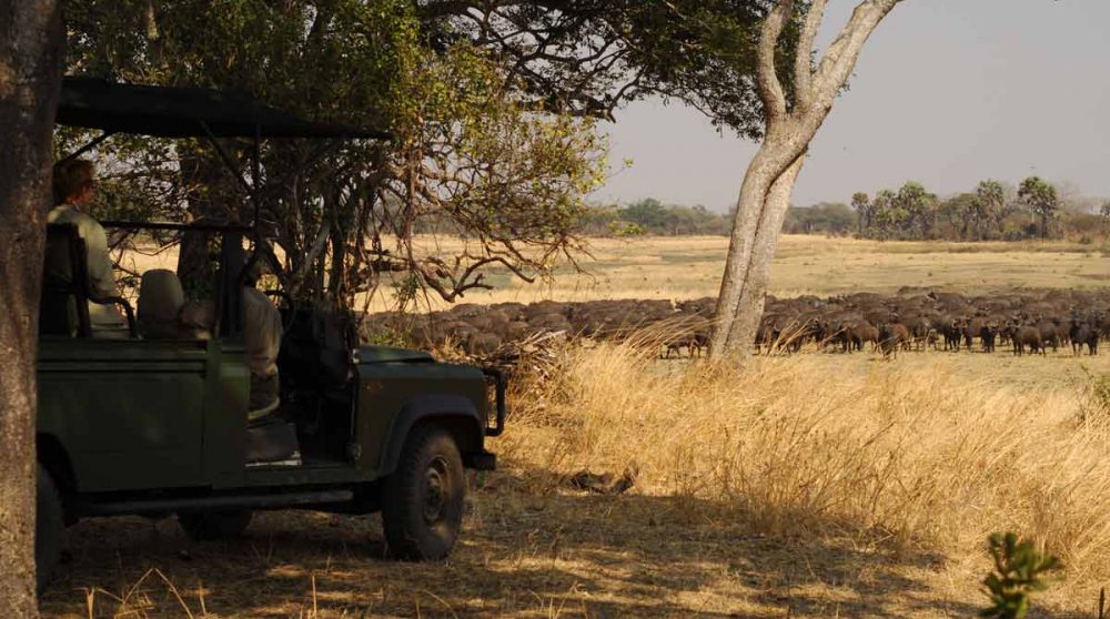 Safari près du camp en Tanzanie