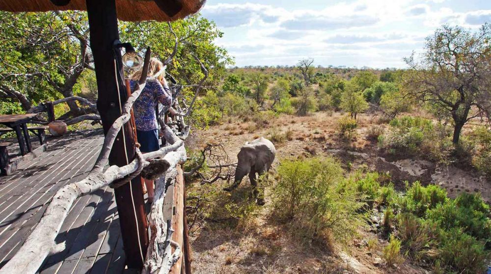 Renconter avec des éléphants
