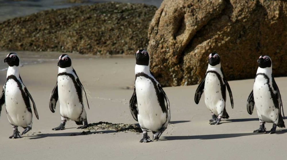 Les manchots du Cap en Afrique du Sud