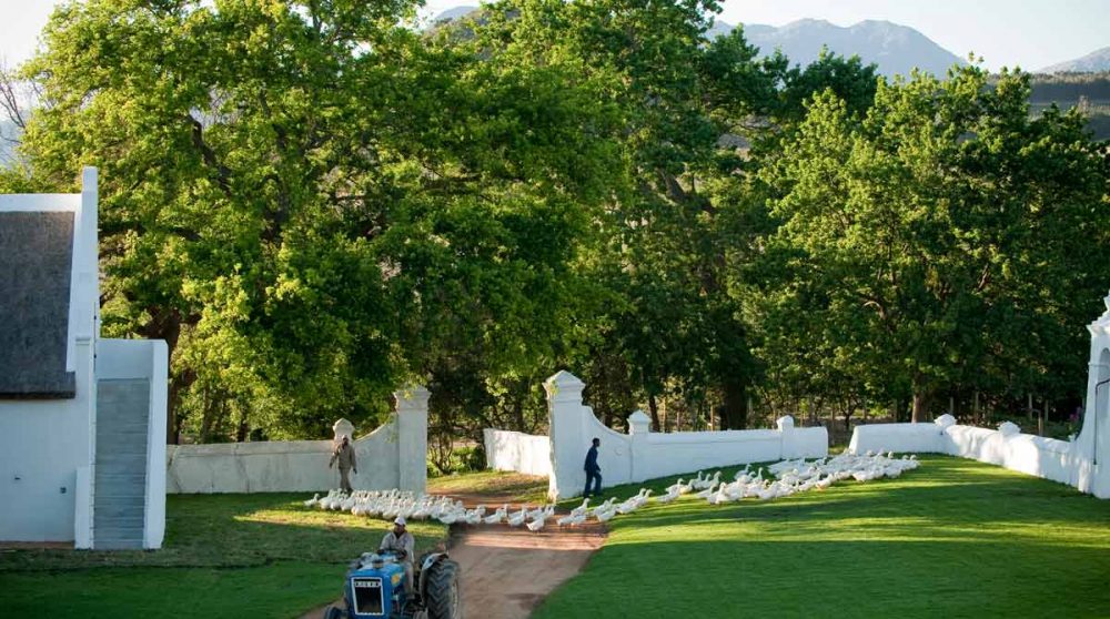 Les oies partent au travail à Babylonstoren
