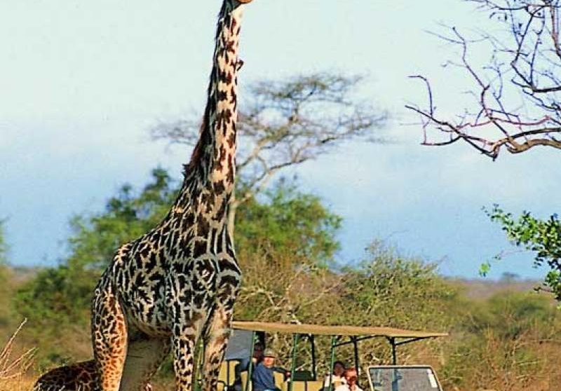 Une girage près de l'Amboseli Porini Camp