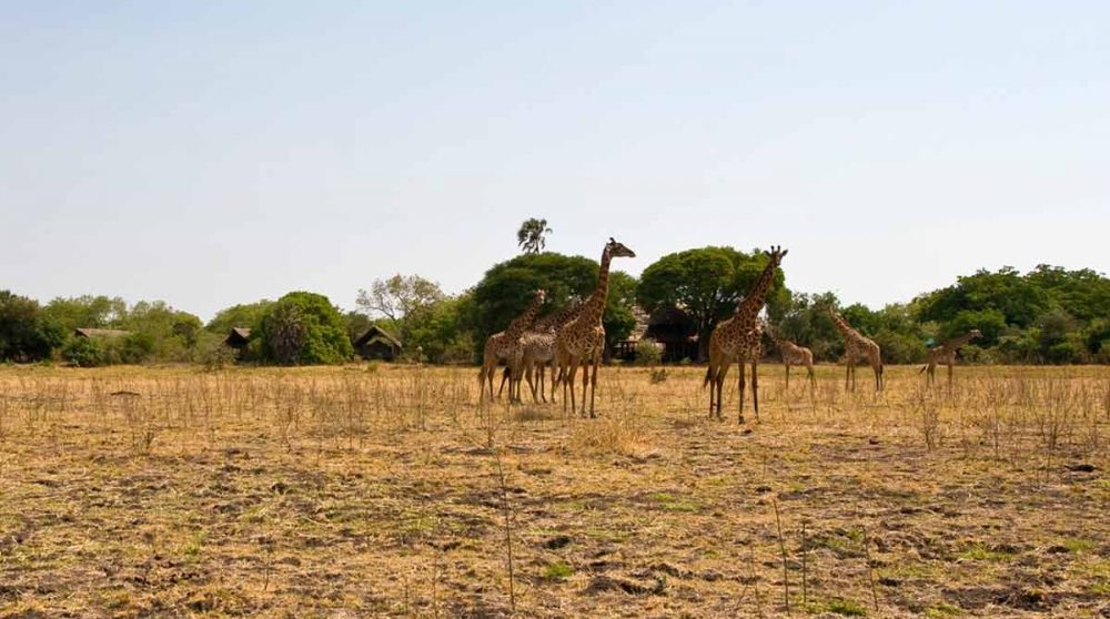 Girafes au Katavi Wildlife Camp