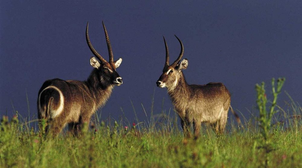 Antilopes lors d'un safari dans le Kwazulu Natal