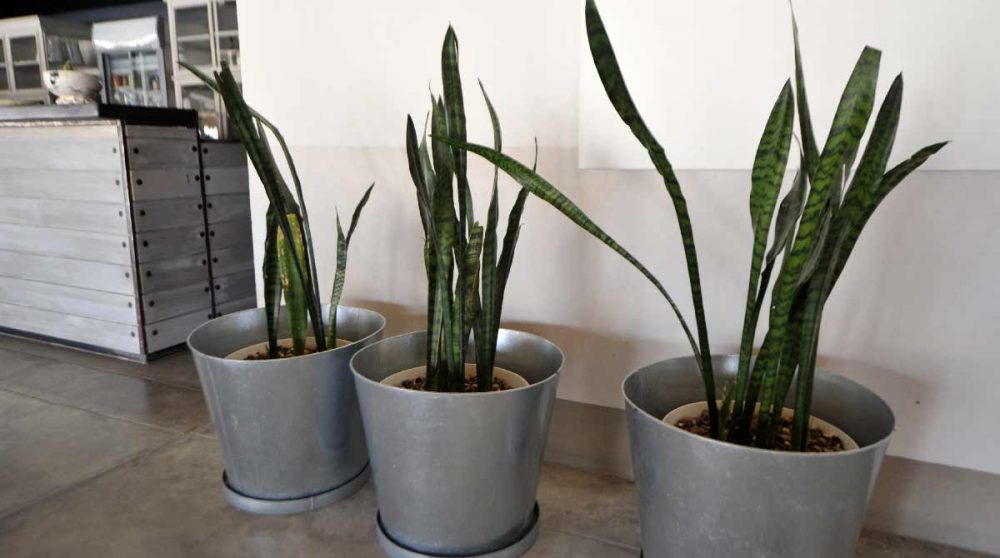 Décoration au Mushara Bush Camp