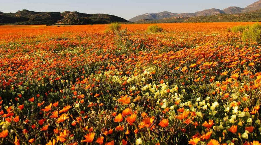 Les fleurs du Namaqualand