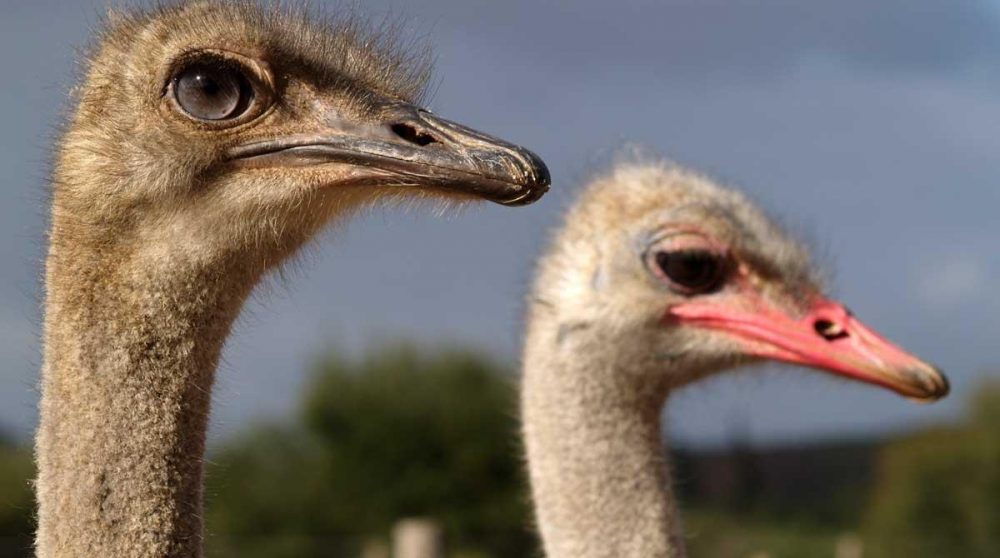 Autruches à Oudtshoorn