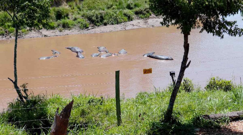 Hippopotames dans la rivière au Kenya