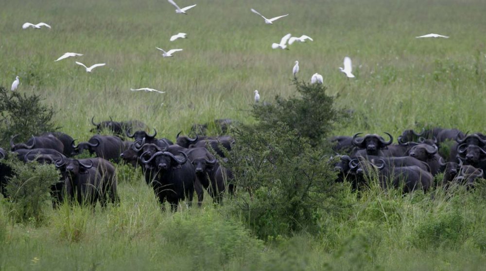 Animaux en liberté à Katavi