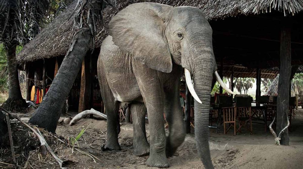 Un éléphant au camp