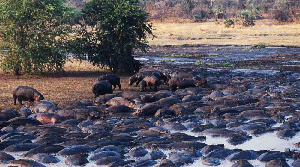Des hippopotames à côté du camp