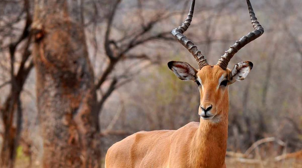 Un impala dans le Tarangire