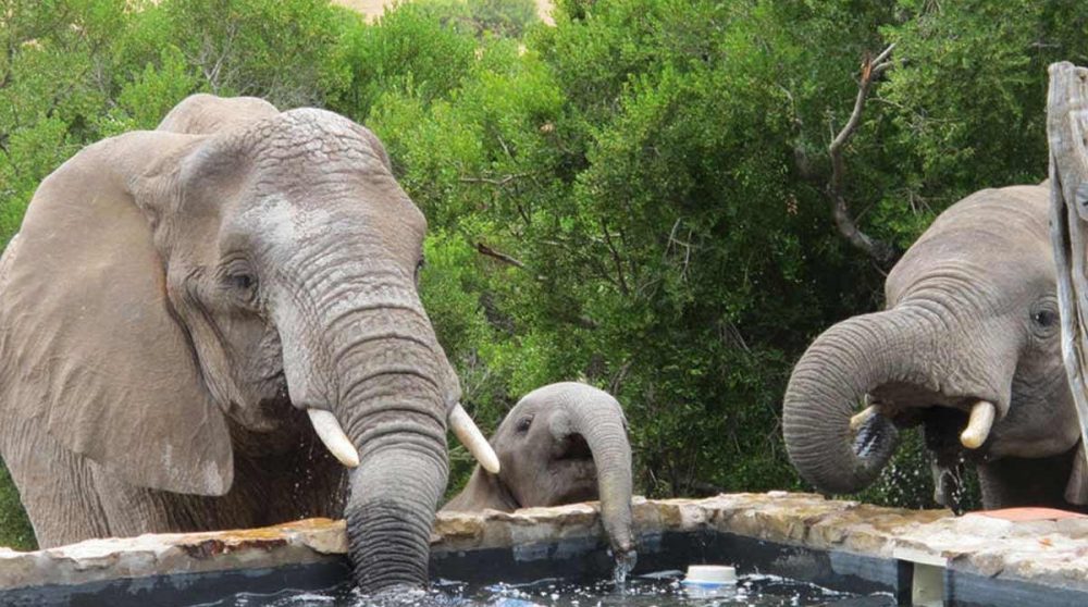 Des hôtes inattendus à la piscine !