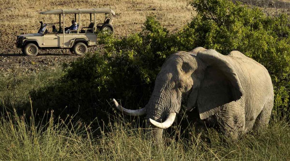 Elephant sauvage près du camp dans le Damaraland