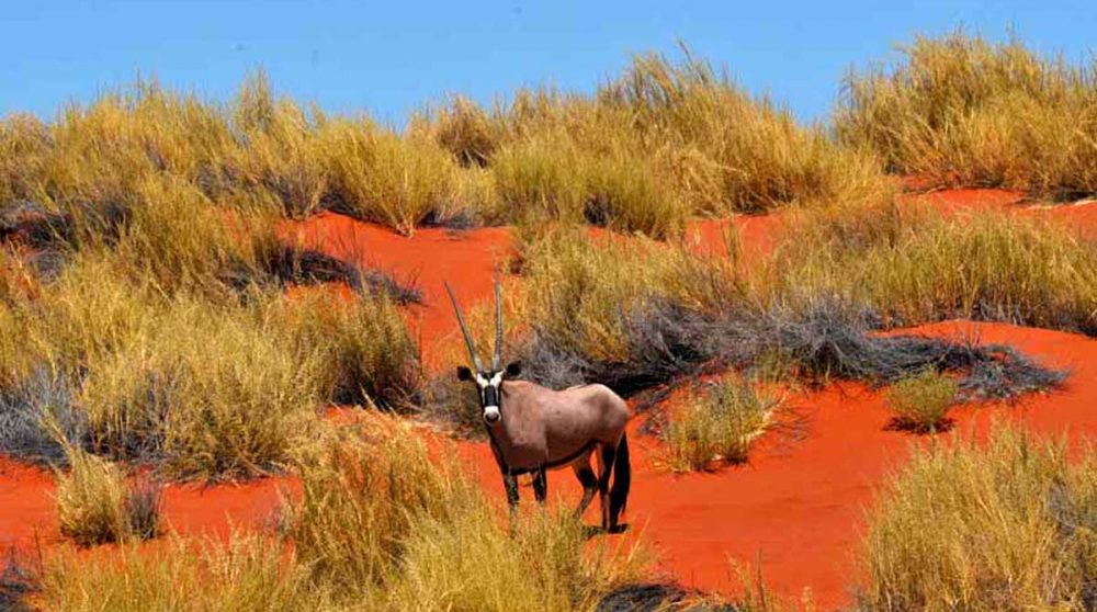 Un visiteur près de l'hôtel à Namib