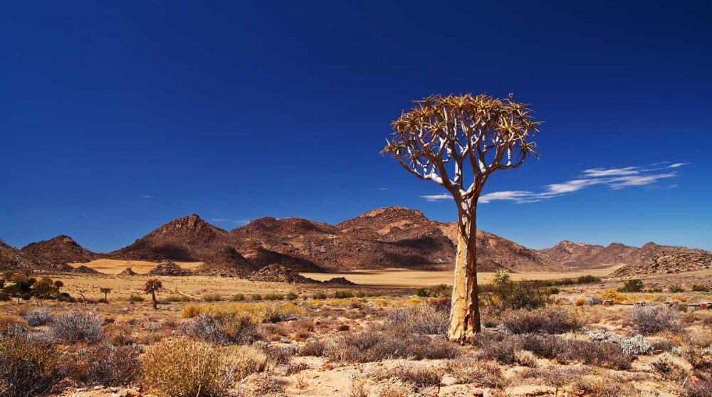Kokerboom dans le Kalahari