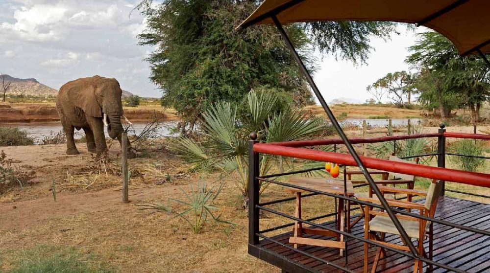 Eléphant près d'une tente