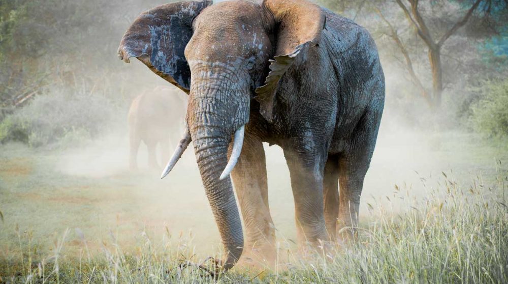 Un éléphant dans le Seregenti