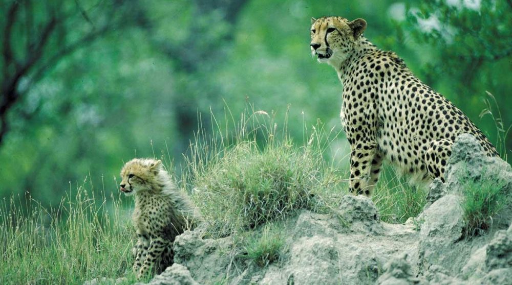 Une femelle guépard et son petit
