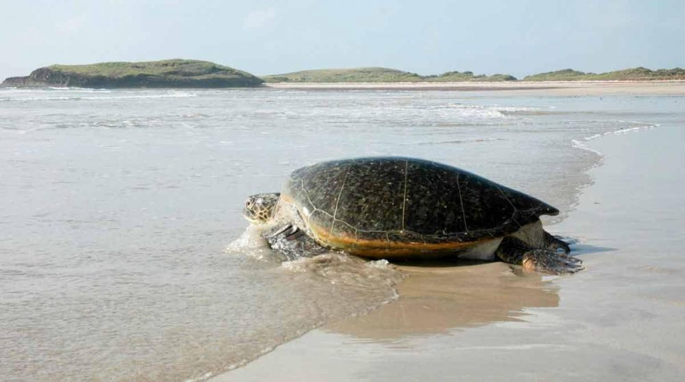 Une tortue sur la plage du Kiwayu Safari Village