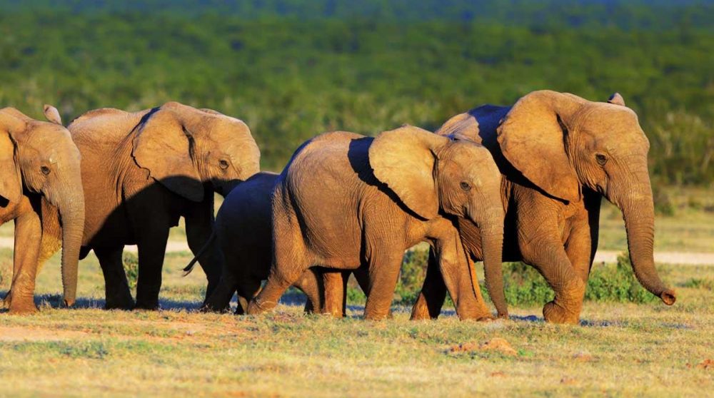Eléphants ors d'un safari près de Port Elizabeth