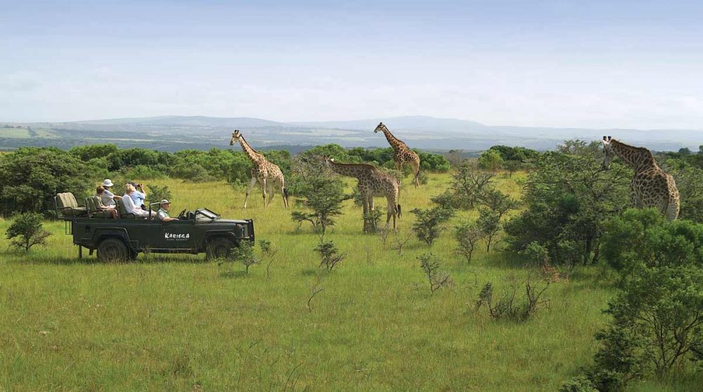 En safari en Afrique du Sud