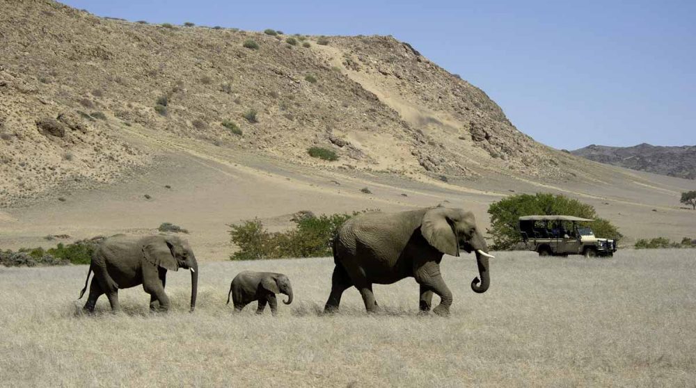 Elephants en liberté en Namibie