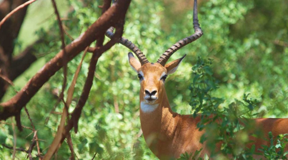 Un impala au Lac Manyara