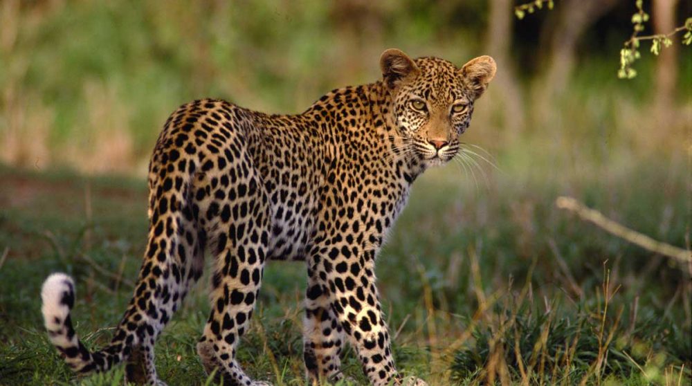 En safari à Inverdoorn près de Cape Town