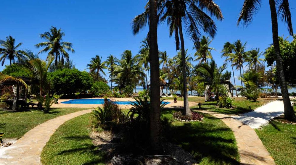 Palmiers autour de la piscine