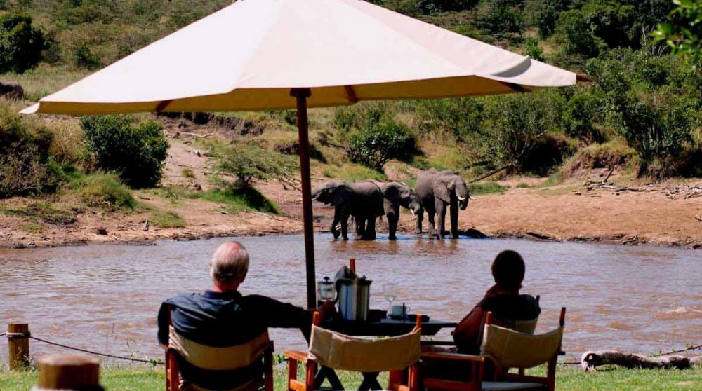 Animaux en liberté près du camp